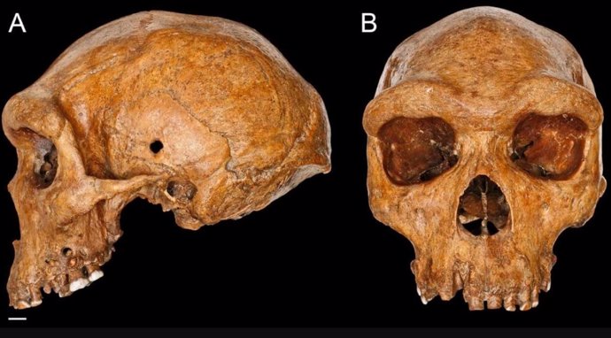 Un cráneo fósil arroja dudas sobre la ascendencia humana moderna