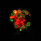 Foto: Investigadores del CNIC hallan nuevos mecanismos moleculares que regulan las células centinela del sistema inmune