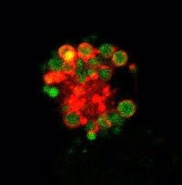 Investigadores del CNIC hallan nuevos mecanismos moleculares que regulan las células centinela del sistema inmune