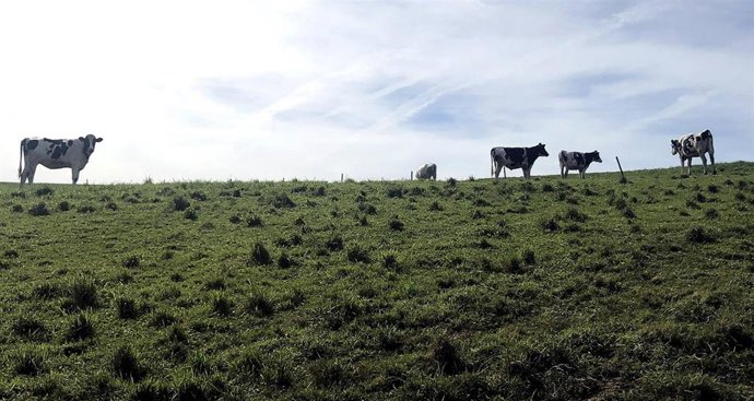 Vacas en un campo