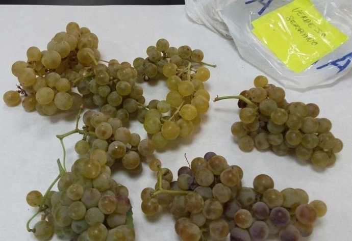 Racimos de uvas