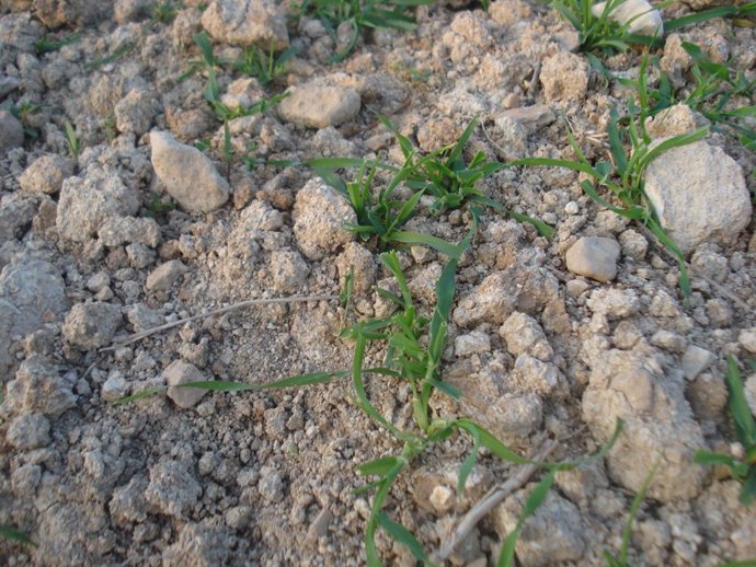 Coronavirus.- La Unió detecta un aumento de daños en los cultivos por la prolife