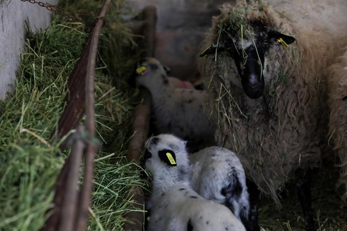 Economía.- Agricultura dará ayudas directas para ganaderos de ovino y caprino, i