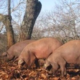 Cerdos pastoreando en un castañar de la Sierra de Huelva.