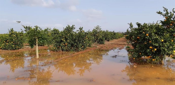 Campo de naranjos