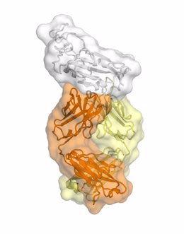 Este es un anticuerpo CR3022 unido al dominio de unión al receptor de SARS2-CoV-2.