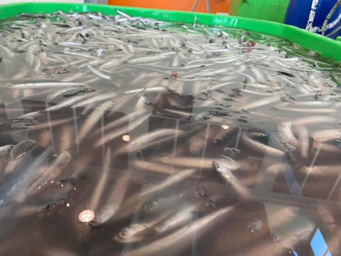 Huelva.- Coronavirus.- Pescadores de Punta Umbría donan más de 200 kilos de pesc