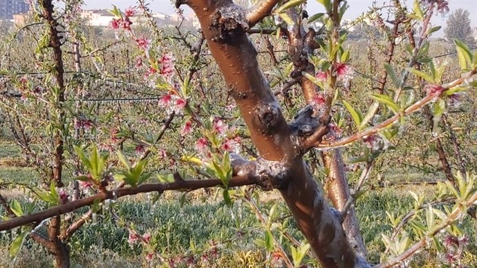 Nectarinos en la Horta de Lleida