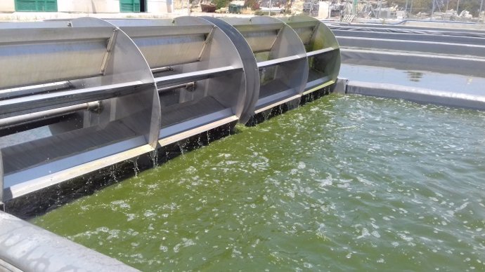 Almería.-Aplican como fertilizante una microalga cultivada en aguas residuales d