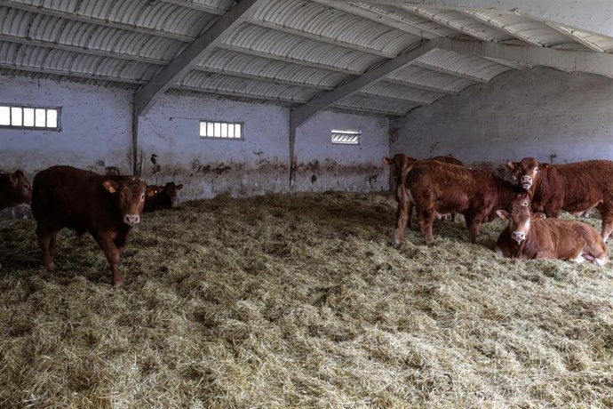 Vacas en las instalaciones de ganado del Instituto Madrileño de Investigación y Desarrollo Rural, Agrario y Alimentario (IMIDRA), Centro de Transferencia Tecnológica "La Chimenea". 
