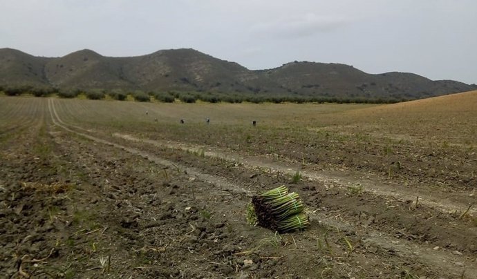 Coronavirus.- La falta de mano de obra hace peligrar el 50% de la cosecha del es