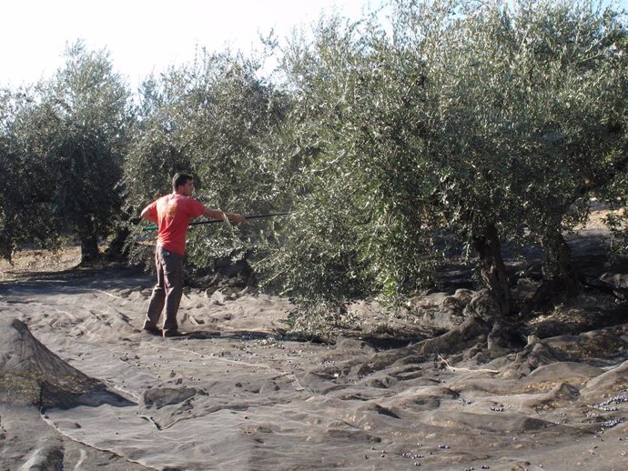 Un trabajador varea olivos en la provincia, en una imagen de archivo