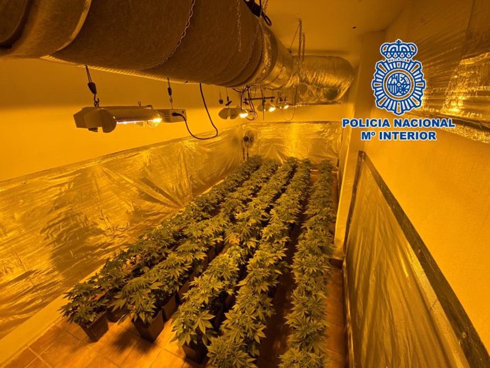 Plantación de marihuana desmantelada por la Policía Nacional en la provincia de Granada