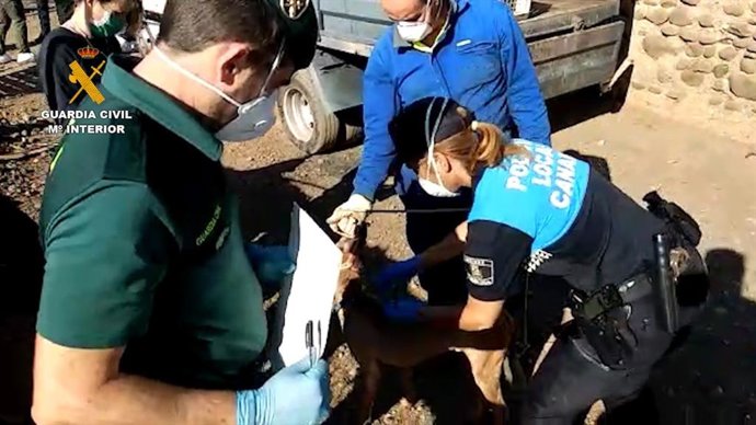 Agentes de la  Guardia Civil y de la Policía Local atendiendo a uno de los perros maltratados