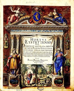 Ilustración Hortus Eysttetensis, una joya de la ilustración botánica del siglo XVII, la obra más descargada de la Biblioteca Digital del Real Jardín Botánico del Consejo Superior de Investigaciones Científicas.
