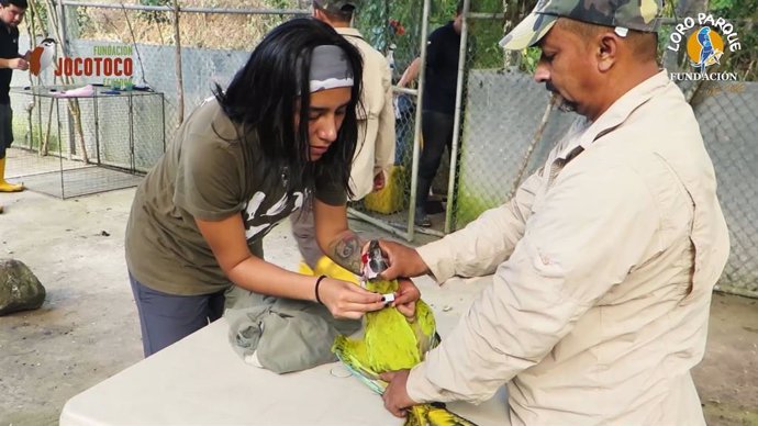 Loro Parque Fundación contribuye a la liberación de seis guacamayo