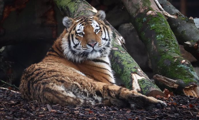 Un tigre d'un zoo belga.