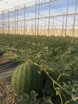Invernadero de sandías en Almería