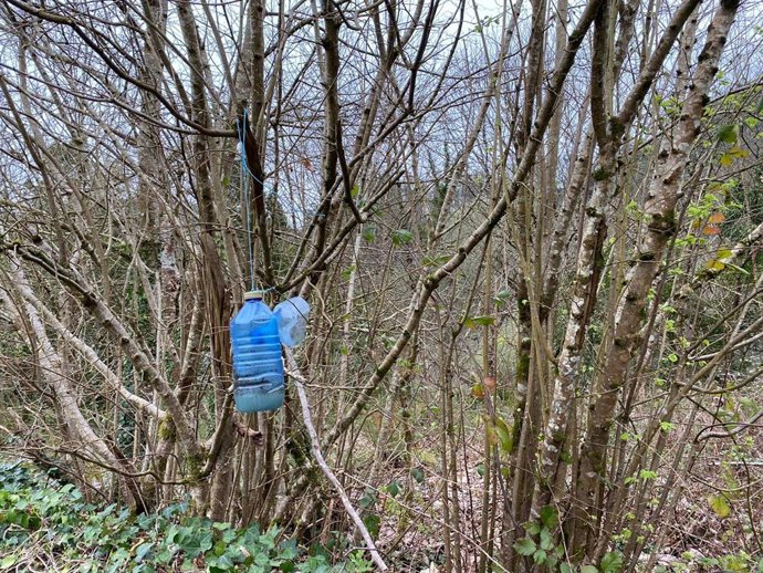 Trampa para la avispa asiática.