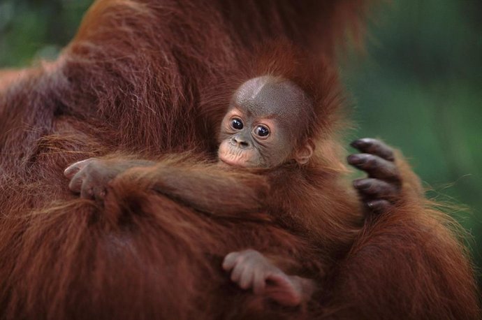 Orangután.