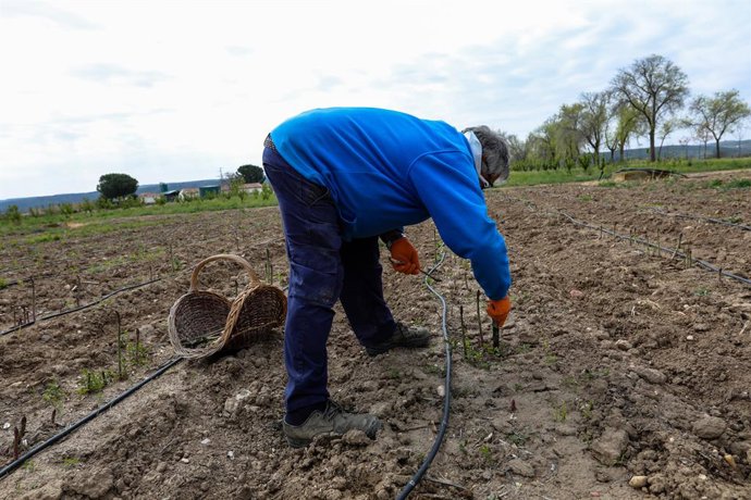 Un agricultor en un camp d'Aranjuez de l'Institut Madrileny d'Investigació i Desenvolupament Rural, Agrari i Alimentari (IMIDRA)