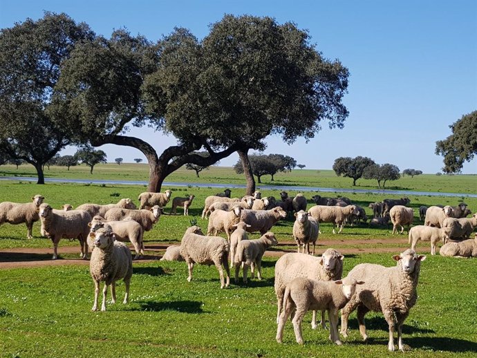 Economía.- UPA-UCE propone que las ayudas al ovino y caprino se mantengan un mes
