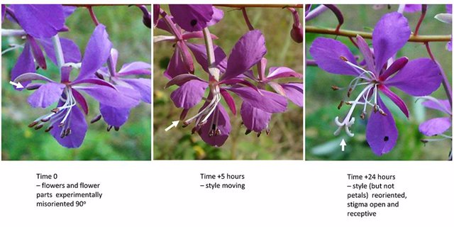 Laspo de tiempo tríptico sobre la reacción de una flor sometida al estudio a los daños  