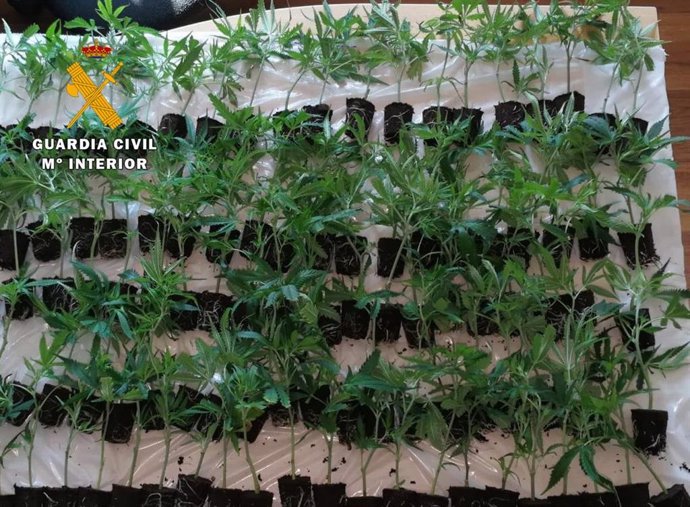 Nota De Prensa La Guardia Civil Detiene A Un Hombre Que Transportaba Mas De 100 Plantas De Marihuana