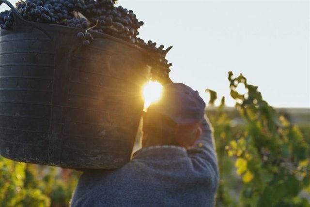 Un agricultor durante la vendimia.