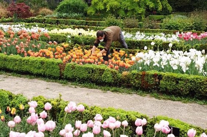 El Real Jardín Botánico (CSIC) regala a los hospitales de Madrid cientos de tulipanes para agradecer a los sanitarios su labor durante la pandemia.