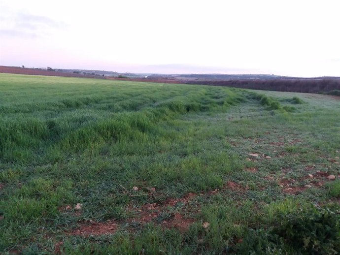 La organización agraria ASAJA Castilla-La Mancha ha remitido un escrito al Director General de Medio Natural y Biodiversidad, Félix Romero Cañizares, para solicitar medidas especiales por el aumento de conejos en las explotaciones agrarias de la región