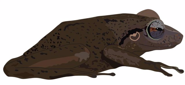 Reconstrucción de la rana Eleutherodactylus de hace 29 millones de años