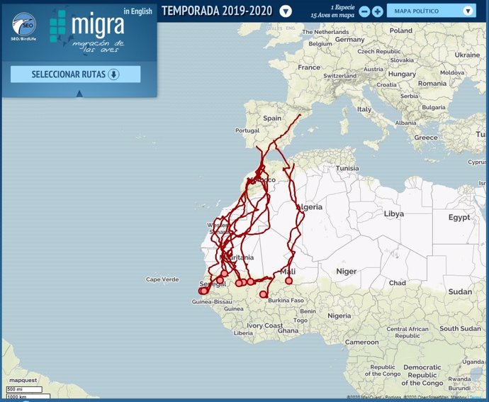La migración de los aguiluchos cenizos a España descrita por los geolocalizadores del Programa Migra de SEO/BirdLife en colaboración con Fundación Iberdrola.