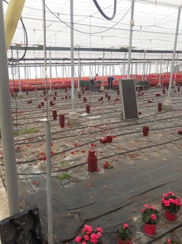 Un invernadero de planta ornamental en Almería