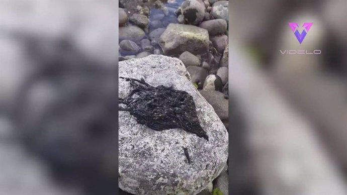 Capturan a una extraña criatura en las rocas