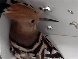 Un ave rescatada por los trabajadores de los centros de fauna de la Generalitat de Catalunya durante este período de confinamiento por coronavirus