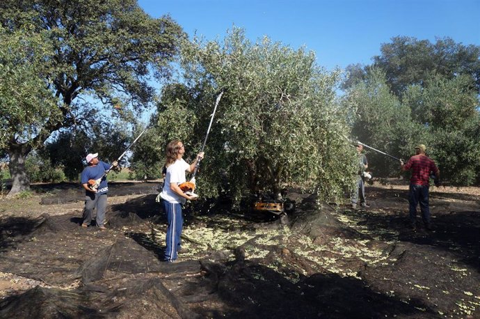 Recogida de aceitunas en un olivar de la provincia de Córdoba, en una imagen de archivo.