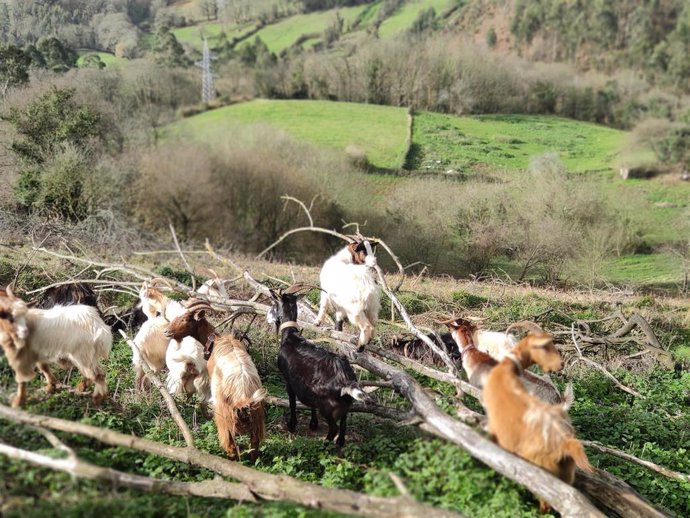 Vistas desde el Monte Naranco, en Oviedo, con cabras pastando, al paso de una ruta de senderismo.