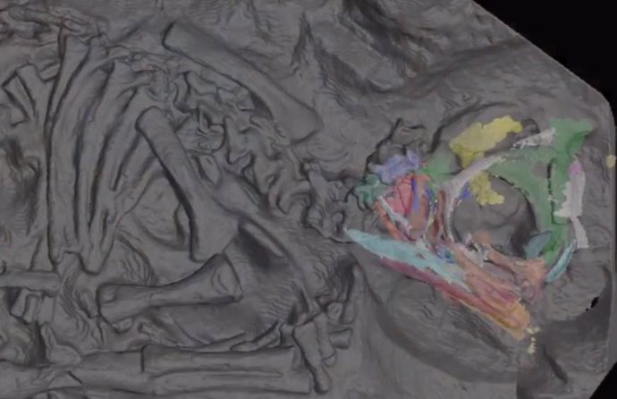 Detalle del cráneo de un embrión de dinosaurio