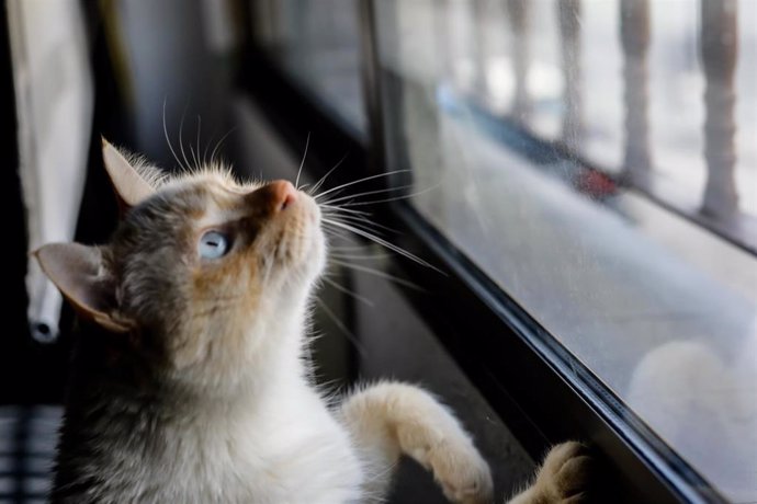 Una gata doméstica observa por la ventana de un domicilio 