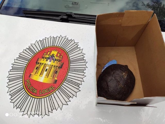 Uno de los dos ejemplares de tortuga recogidos por la Policía de Ávila.
