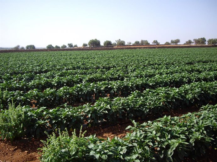 El Fogaiba ejecuta el pago de 2,8 millones de euros en una semana