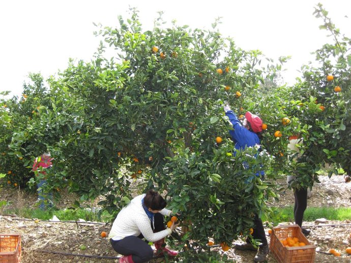 Las cooperativas agroalimentarias extremeñas generan más de 3.200 empleos en la 