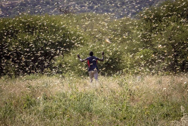 Un hombre atraviesa un enjambre de langostas en el noreste de Kenia