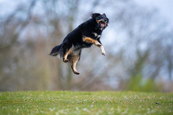 Un perro juega en Hamburgo (Alemania)