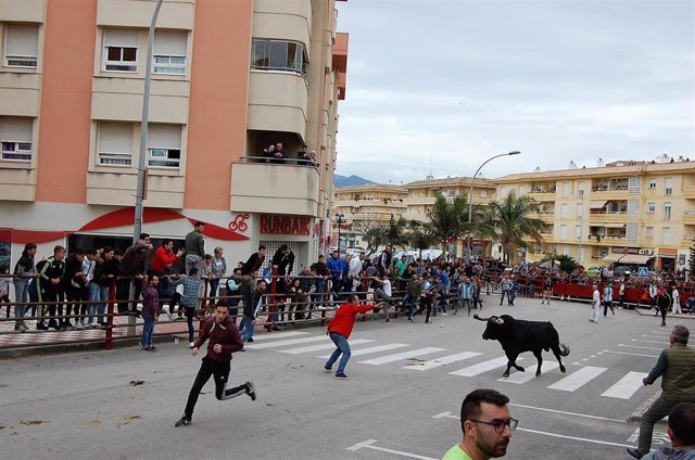 Fiesta del 'toro embolao' en Los Barrios (Cádiz)