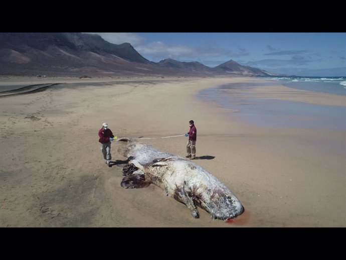 Localizado un cachalote en avanzado estado de descomposición varado en Cofete (Fuerteventura)