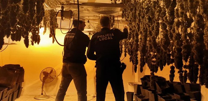 Operación con tres plantaciones de marihuana desmanteladas en Santa Fe (Granada)
