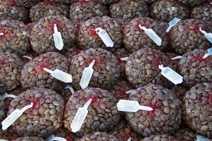 Imagen de bolsas de chirlas etiquetadas para su comercialización. 