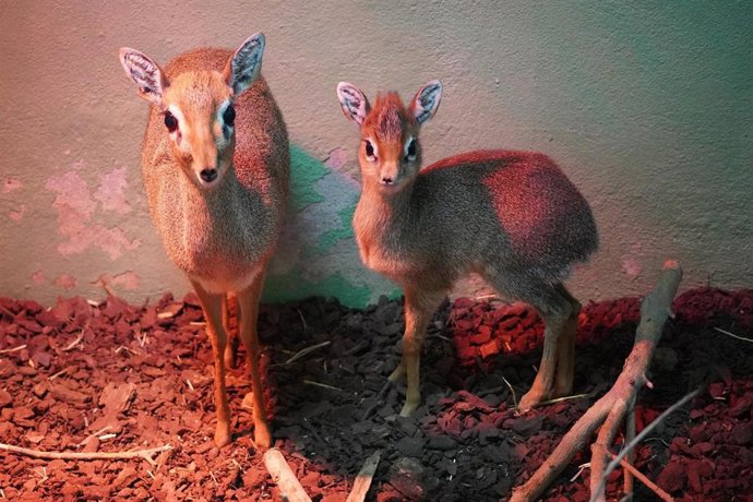 Madre y cría de antílope en Bioparc